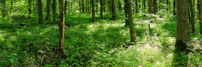 litière forestière fermentée