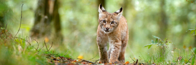 Pendant que certains sont confinés, d’autres tuent du lynx dans le Jura !