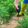 Jardinage pratique : comment tester le pH de son sol facilement au jardin