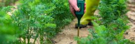 Jardinage pratique : comment tester le pH de son sol facilement au jardin