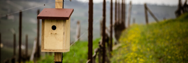 nichoirs dans les vignes