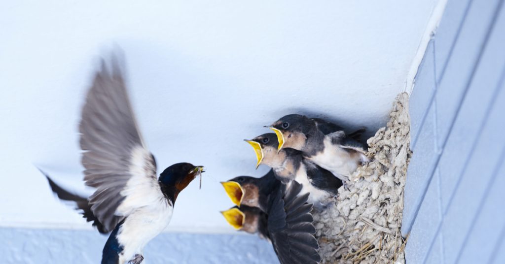 Éviter les désagréments dus aux nids d’hirondelles tout en préservant ces magnifiques oiseaux