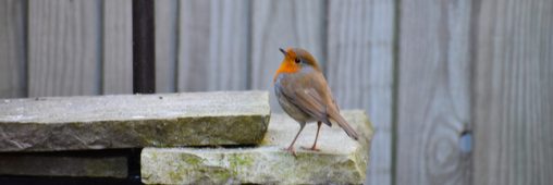 Confinement – Découvrez la biodiversité de votre jardin et aidez la science