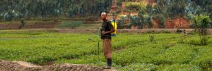 Dangereux et bannis en Europe, des pesticides s'écoulent en Afrique