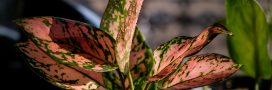 6 plantes vertes qui ne craignent pas les intérieurs sombres