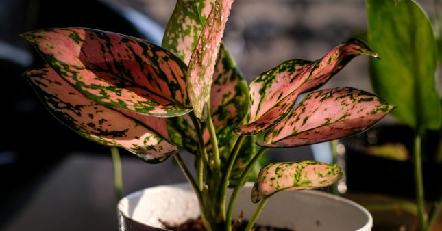 6 plantes vertes qui ne craignent pas les intérieurs sombres