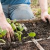 Potager en carrés : la méthode simple pour cultiver des légumes même avec peu d'espace Potager en carrés : la méthode simple pour cultiver des légumes même avec peu d'espace