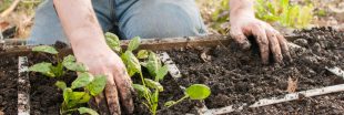 Planter son potager en carrés : la méthode facile pour débuter