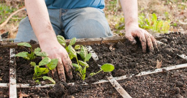 Jardinage – En mars, plantez votre potager en carrés