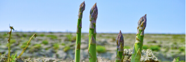 récoltes asperges