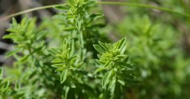 Plantes aromatiques : comment faire pousser de la sarriette