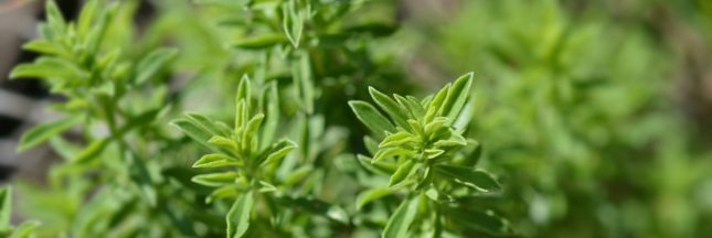 faire pousser de la sarriette