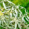 Le saule blanc, l'autre aspirine végétale !