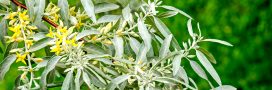 Le saule blanc, l&rsquo;autre aspirine végétale !