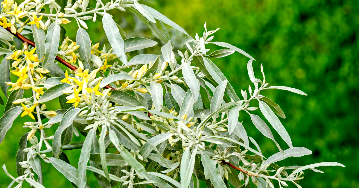 Le saule blanc, l'autre aspirine végétale !