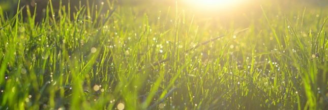 Semer un gazon naturel au printemps
