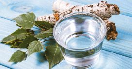 Sève de bouleau et jus de bouleau, alliés vitalité !
