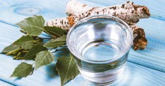 Sève de bouleau et jus de bouleau, alliés vitalité ! Sève de bouleau et jus de bouleau, alliés vitalité !