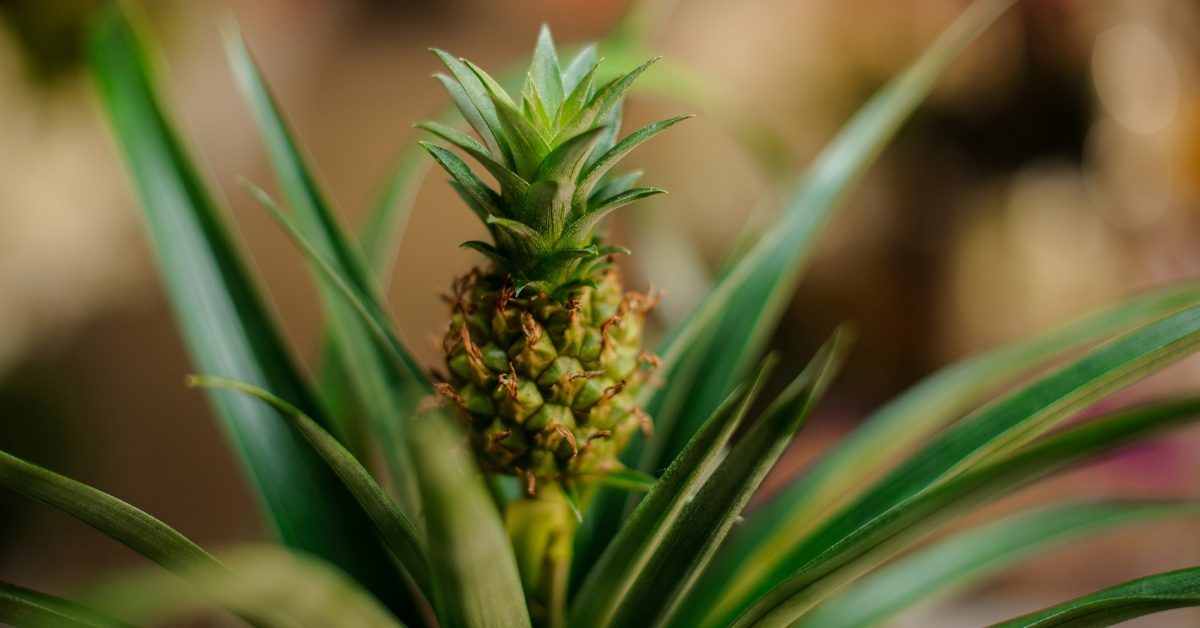 8 fruits et légumes qui se régénèrent tout seuls facilement