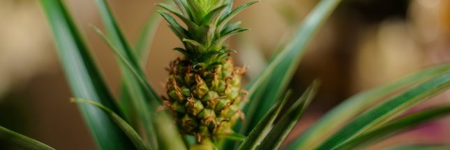 replanter un ananas, faire repousser des légumes