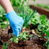 Quels légumes cultiver avec un pH du sol acide ou basique ?