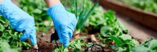 Quels légumes cultiver avec un pH du sol acide ou basique ?