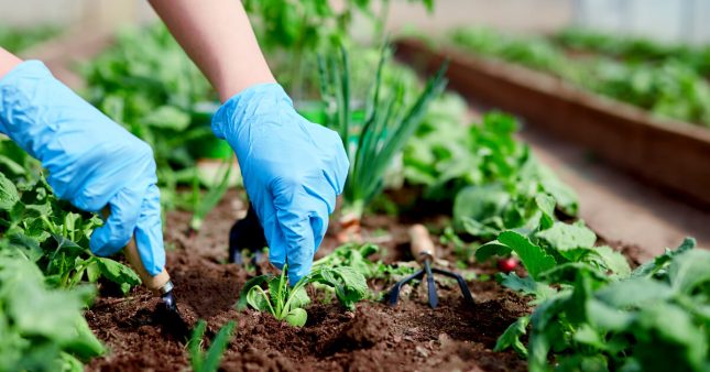 Quels légumes cultiver avec un pH du sol acide ou basique ?