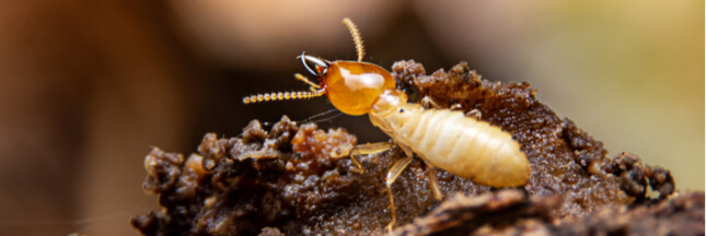 Si les humains vivaient comme des… ‘Termites cathédrales’