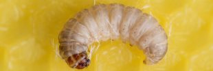 Les vers de cire, nouvelle arme contre les déchets plastique ?