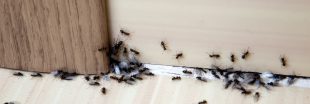 12 méthodes naturelles pour éloigner les fourmis