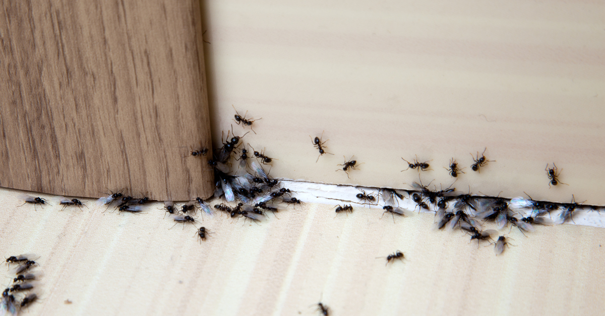 Anti fourmi naturel : 12 méthodes pour éloigner les fourmis de la ...