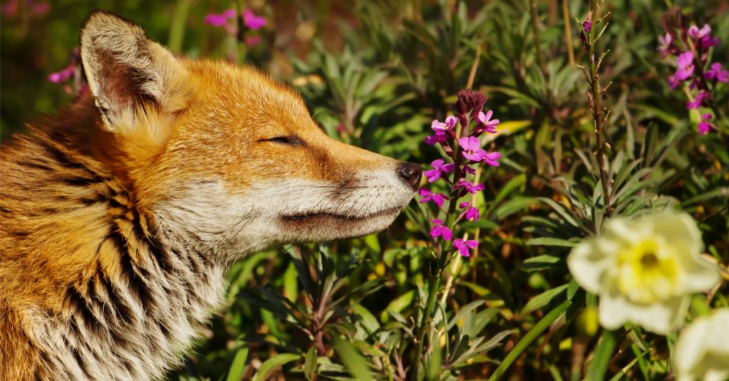 10 animaux à observer autour de chez vous au printemps : émerveillement garanti !