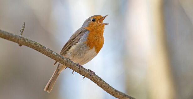 biodiversité ordinaire