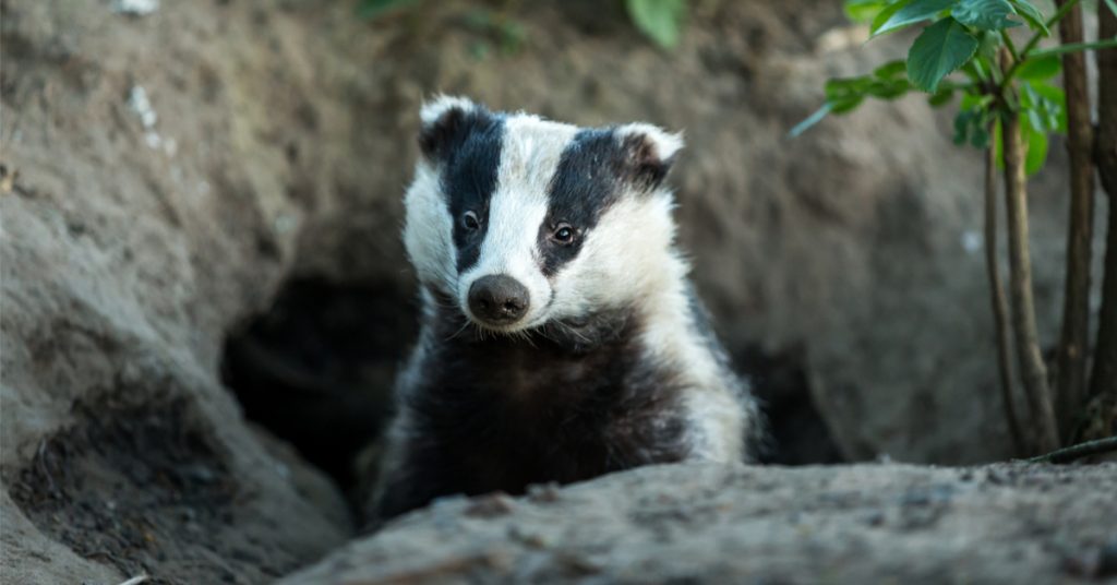 Dans la famille biodiversité ordinaire, protégeons le blaireau Dans la famille biodiversité ordinaire, protégeons le blaireau