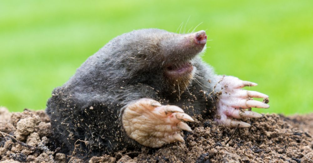 7 astuces naturelles pour chasser les taupes