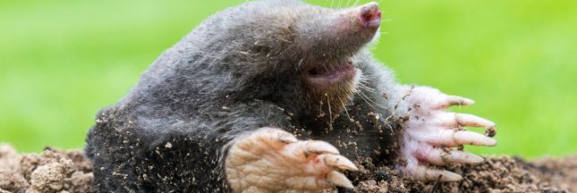chasser les taupes naturellement