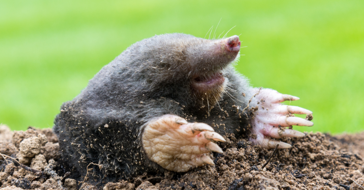 7 astuces naturelles pour chasser les taupes