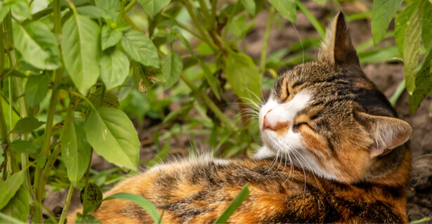 répulsif naturel chat jardin