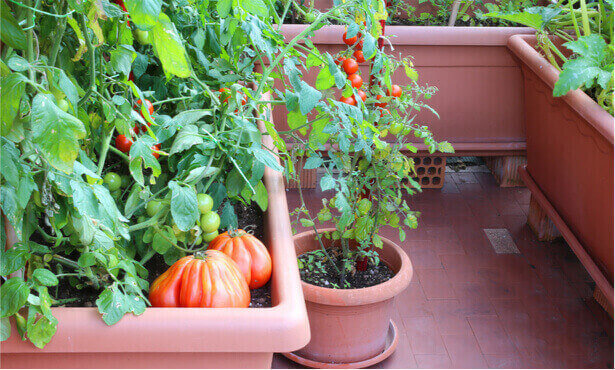 faire pousser des tomates sur son balcon