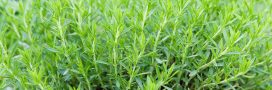 Plantes aromatiques – comment planter de l’estragon ?