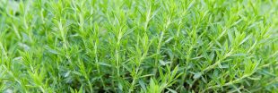 Plantes aromatiques - comment planter de l'estragon ?