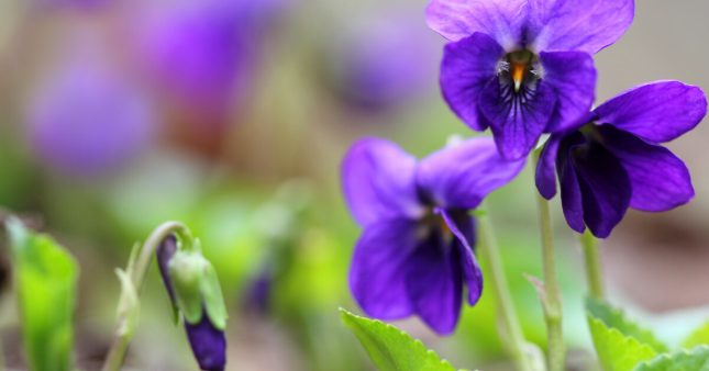 Les violettes : de délicats pétales gorgés de bienfaits