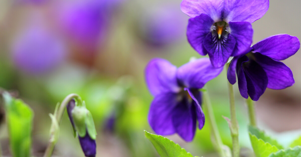 Bienfaits et plaisir des fleurs de violettes : pressez-vous !