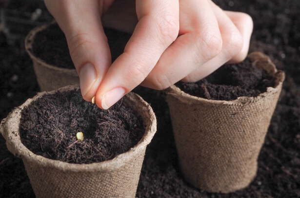 Comment faire GERMER des GRAINES de TOMATES - Guide COMPLET !