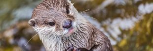 Plan National d'Actions en faveur de la Loutre : les dessous de cette belle aventure
