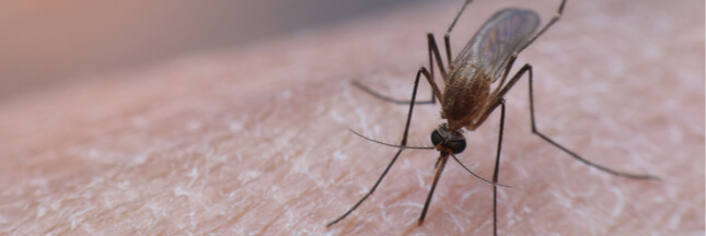Les insectes sont-ils porteurs du coronavirus ?