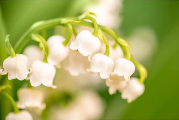 muguet 1er mai