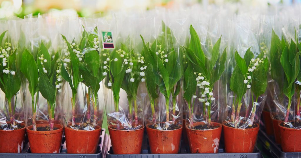 Pas très écolo, le muguet du 1er mai !