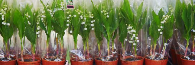 muguet 1er mai