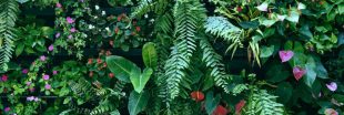 Créer un mur végétal sur son balcon pour profiter d'un coin de paradis vert !